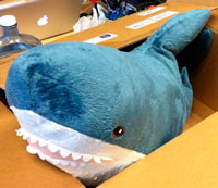 stuffed shark in box