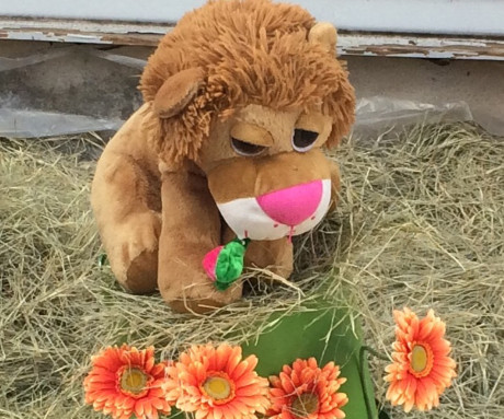 Sylvia stuffed animal lion